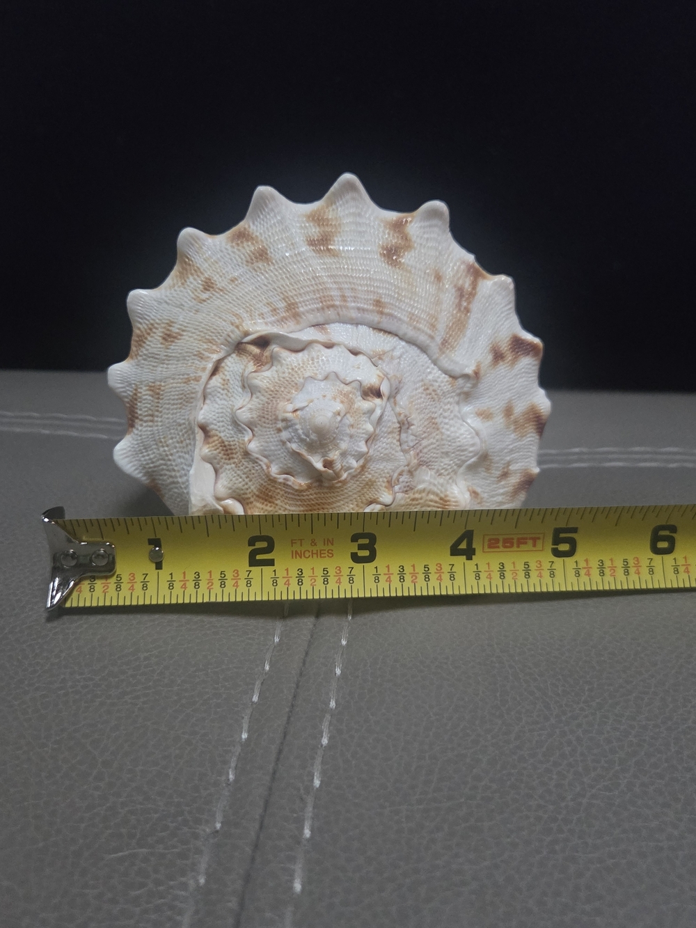Beautiful Cassis Cornuta Shell 5” Stunning Sea Shell ~ Bin R - Picture 7 of 11